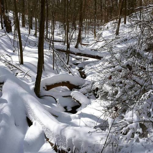 A snowy forest scene with trees, a small creek, and snow-covered ground, creating a serene winter landscape.