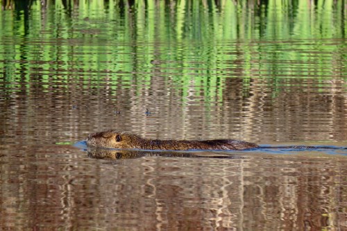 A large rodent swimming in calm water, surrounded by green vegetation and reflections on the surface.