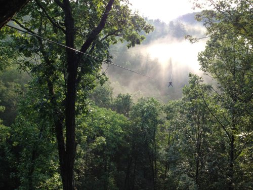 A person zip-lining through a misty forest, surrounded by lush green trees and a serene atmosphere.