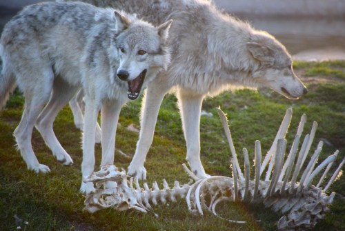 Two wolves stand near a skeletal remains of an animal on the grass, one wolf appears to be howling.