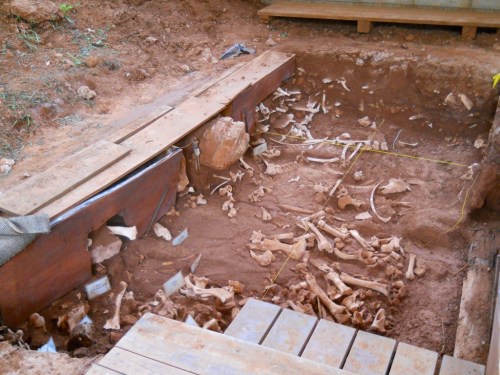Excavation site showing scattered animal bones and wooden planks in a dirt pit.