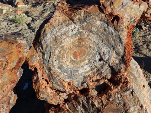 Close-up of a cross-section of a fossilized tree trunk, showcasing intricate patterns and earthy colors.
