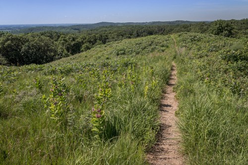 A winding dirt path through lush green grass and wildflowers, leading to rolling hills under a clear blue sky.