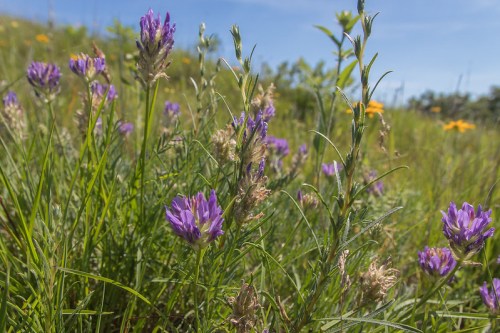A vibrant field of purple wildflowers surrounded by green grass and other plants under a clear blue sky.