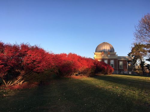 A vibrant red bush in the foreground with a dome-topped building under a clear blue sky in the background.