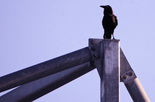 A black bird perched on a metal structure against a clear blue sky.