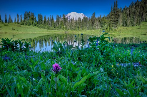 A serene lake surrounded by lush greenery and wildflowers, with a snow-capped mountain in the background under a clear blue sky.