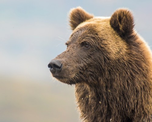 Close-up of a brown bear's face, showcasing its fur and attentive expression against a blurred background.