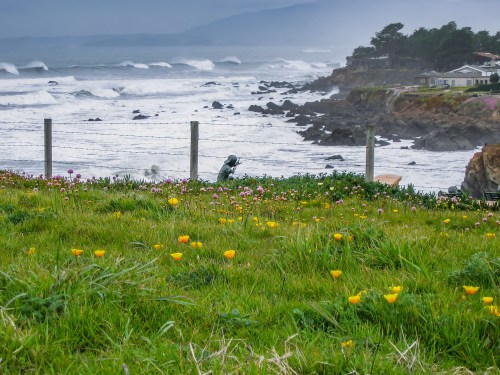 A coastal scene with waves crashing, a grassy field of flowers in the foreground, and a figure near a fence.