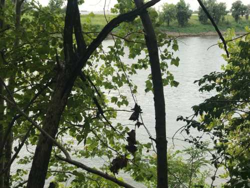 A serene view of a river framed by lush green trees and foliage.