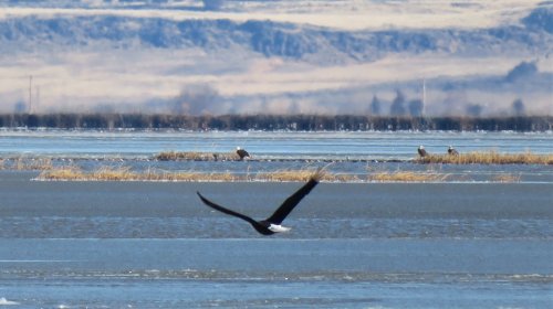 A bird in flight over a frozen lake, with distant hills and other birds visible on the ice.