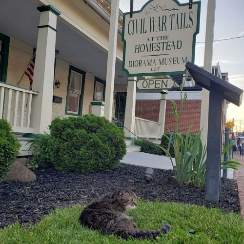 A cat lounging on the grass in front of the "Civil War Tails at the Homestead" museum sign.