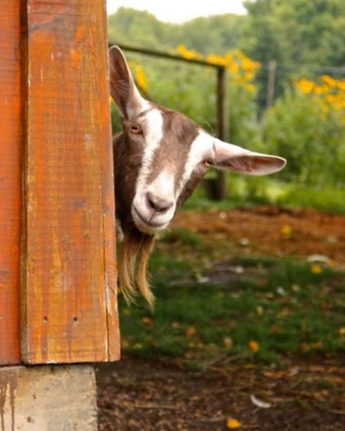 A curious goat peeks around the corner of a wooden barn, surrounded by greenery and flowers.