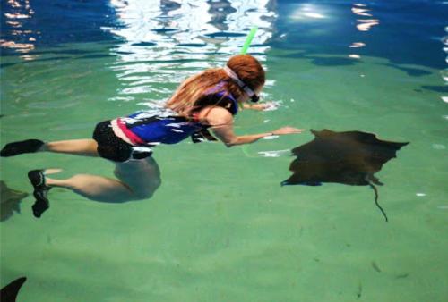 A person snorkeling underwater, approaching a stingray in a clear blue tank.