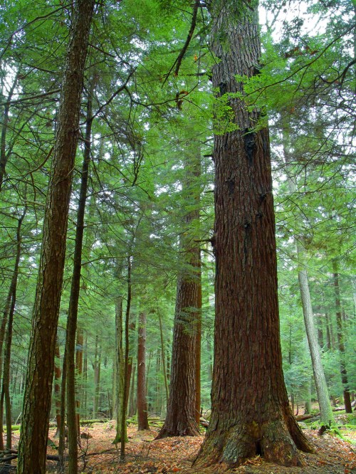 A dense forest with tall trees and lush green foliage, creating a serene and natural atmosphere.