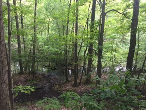 Lush green forest with tall trees and a small, calm stream visible through the foliage.