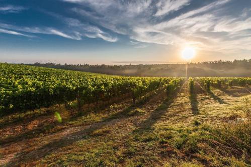 A sunlit vineyard at dawn, with rows of grapevines stretching towards the horizon under a blue sky.