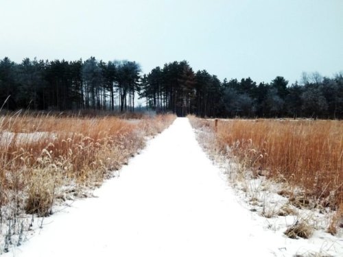 A snowy path leads through tall grasses towards a forest of trees under a gray sky.