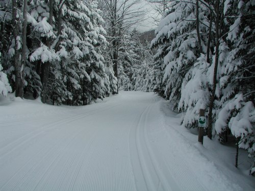 A snow-covered path winds through tall, snow-laden trees, creating a serene winter landscape.