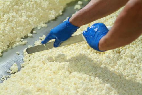 A gloved hand uses a metal spatula to spread fresh cheese curds on a flat surface.