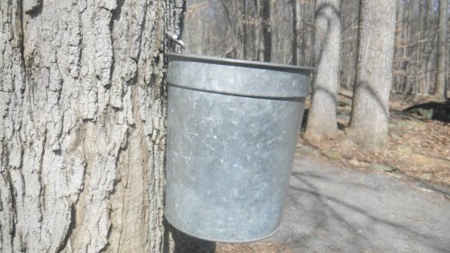 A metal bucket hangs from a tree trunk in a wooded area, with a gravel path visible in the background.