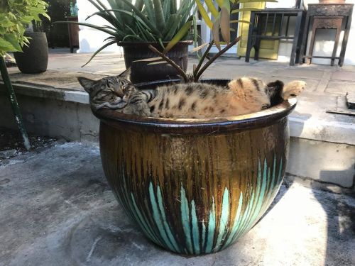 A relaxed cat lounging in a large decorative pot surrounded by plants on a patio.