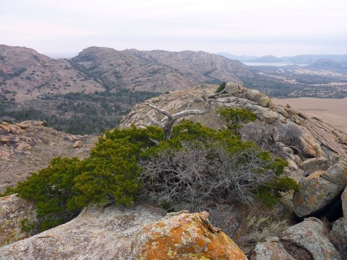 A rocky landscape with a green shrub atop a boulder, overlooking rolling hills and valleys in the distance.
