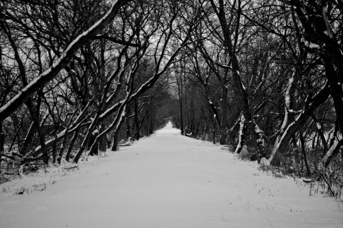 A snow-covered path lined with bare trees, creating a serene, wintry atmosphere in black and white.