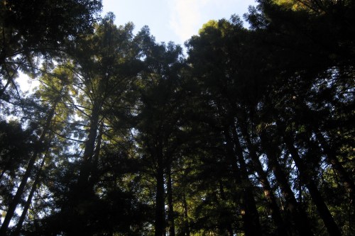 View looking up at tall trees against a bright blue sky, with sunlight filtering through the dense foliage.