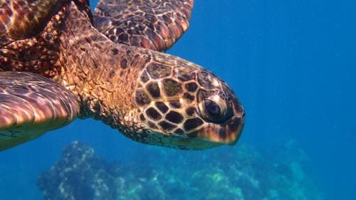 Close-up of a sea turtle swimming underwater, showcasing its textured shell and vibrant colors against a blue background.