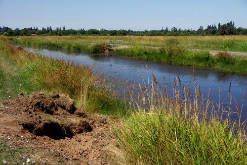 A serene waterway bordered by tall grasses and a dirt bank, with trees in the background under a clear blue sky.