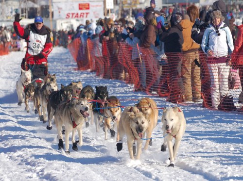 A dog sled team races down a snowy track, with a crowd cheering behind a safety fence at the starting line.