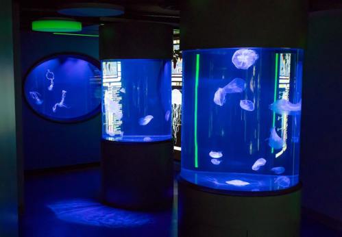Two illuminated tanks filled with jellyfish, surrounded by a blue-lit aquarium environment.