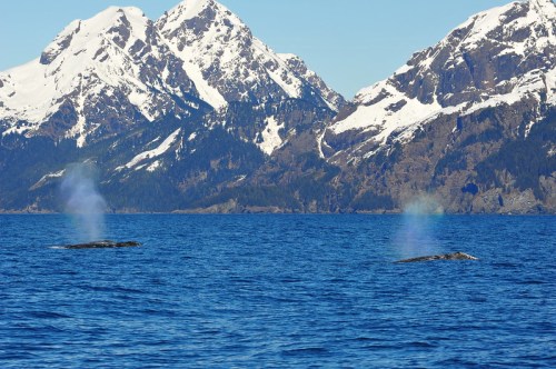 Two whales spout water in a serene ocean, with snow-capped mountains in the background under a clear blue sky.