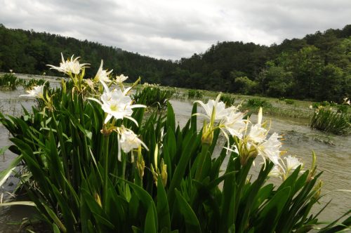 White flowers bloom among lush green foliage by a calm river, with trees and cloudy skies in the background.
