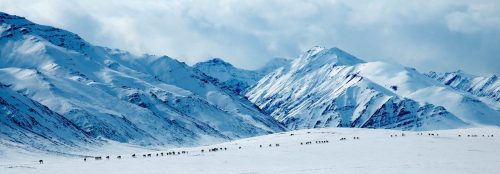 A snowy mountain landscape with a herd of animals grazing in the foreground under a cloudy sky.