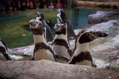 A group of penguins at an aquarium, with a crowd of people visible in the background.