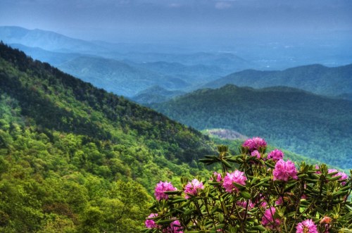 A scenic view of rolling green mountains with blooming pink flowers in the foreground under a cloudy sky.