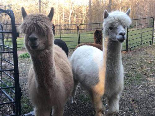 Two fluffy alpacas stand side by side in a pen, surrounded by trees and a fence in the background.