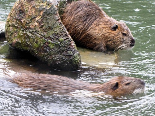 Two beavers swim in a river, one near a rock and the other submerged, with rippling water around them.