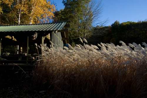 A rustic cabin surrounded by tall grasses, with autumn trees and a clear blue sky in the background.