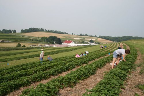 A group of people picking strawberries in a lush green field with a farmhouse and hills in the background.