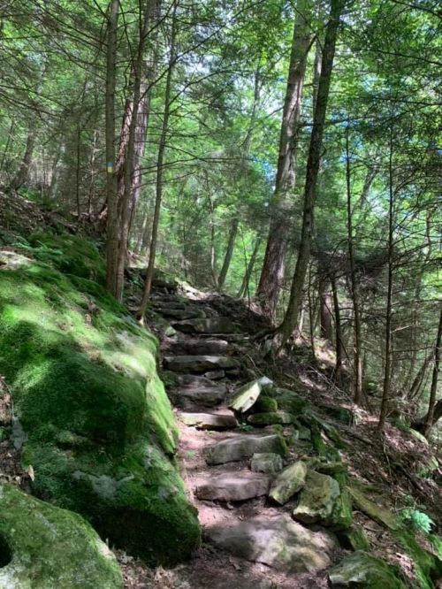 A rocky, moss-covered path winds through a lush green forest with tall trees and dappled sunlight.