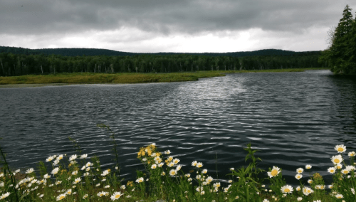 A serene lake surrounded by lush greenery and wildflowers under a cloudy sky.