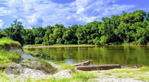 A serene riverbank scene with lush green trees, calm water, and a blue sky dotted with clouds.