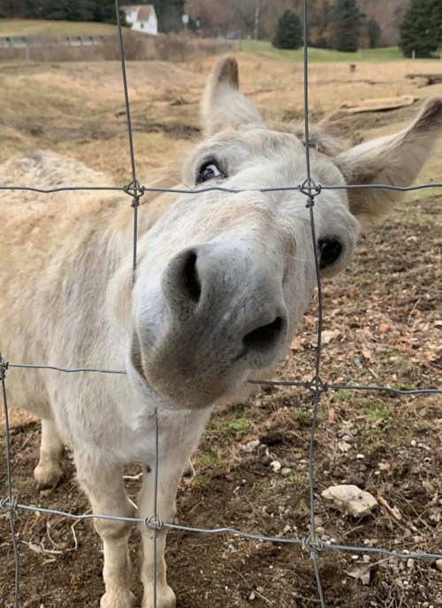 A curious white donkey peeks through a wire fence, its nose close to the camera.