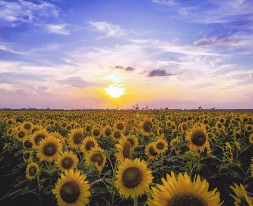A vibrant field of sunflowers under a colorful sunset sky with wispy clouds.