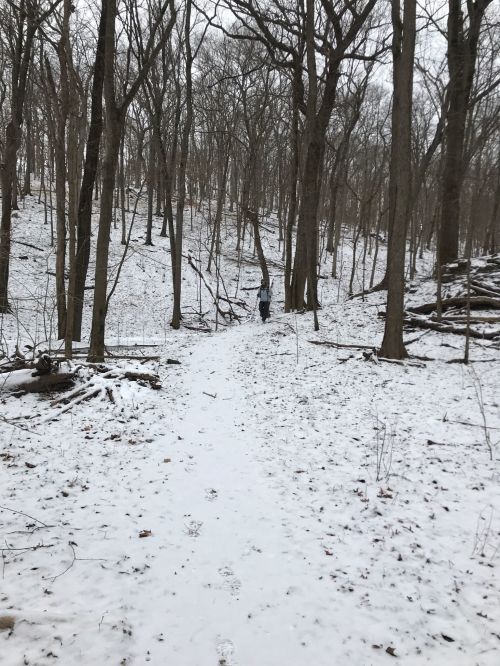 A snowy forest path winding through bare trees, with a figure in the distance walking along the trail.