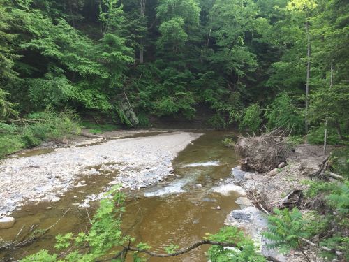 A serene river flows through a lush green forest, with rocky banks and scattered trees along the water's edge.