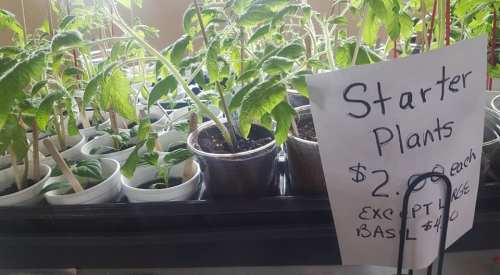A display of starter plants in pots, with a sign listing prices: $2 each, except for basil at $4.